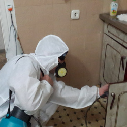 Дезинфекция от муравьев в квартире в Мариинском Посаде